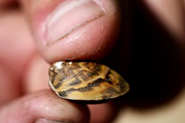 A Minnesota Department of Natural Resources representative holds a zebra mussel at the North Arm Public Boat Access in Orono July 11, 2012. A new pilo