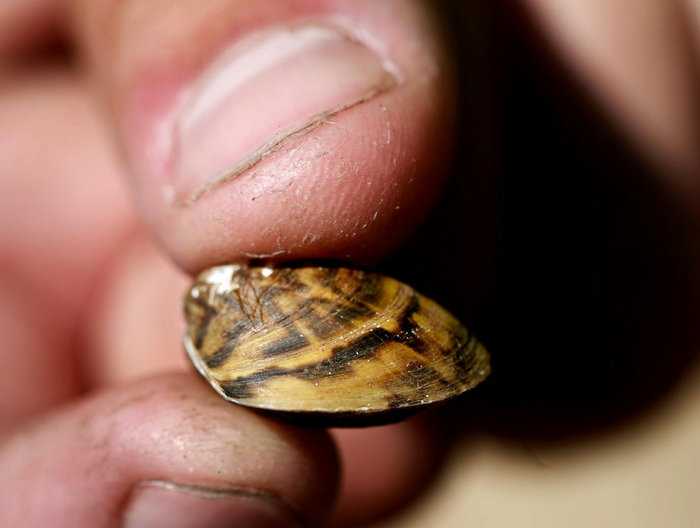 A Minnesota Department of Natural Resources representative holds a zebra mussel at the North Arm Public Boat Access in Orono July 11, 2012. A new pilot program at the county-operated launch--one of the five busiest boat launches on Lake Minnetonka--is using new signs and dedicated boat check space to see if more boaters will properly check their watercraft. (Courtney Perry/Special to the Star Tribune) ORG XMIT: MIN2012083115281564