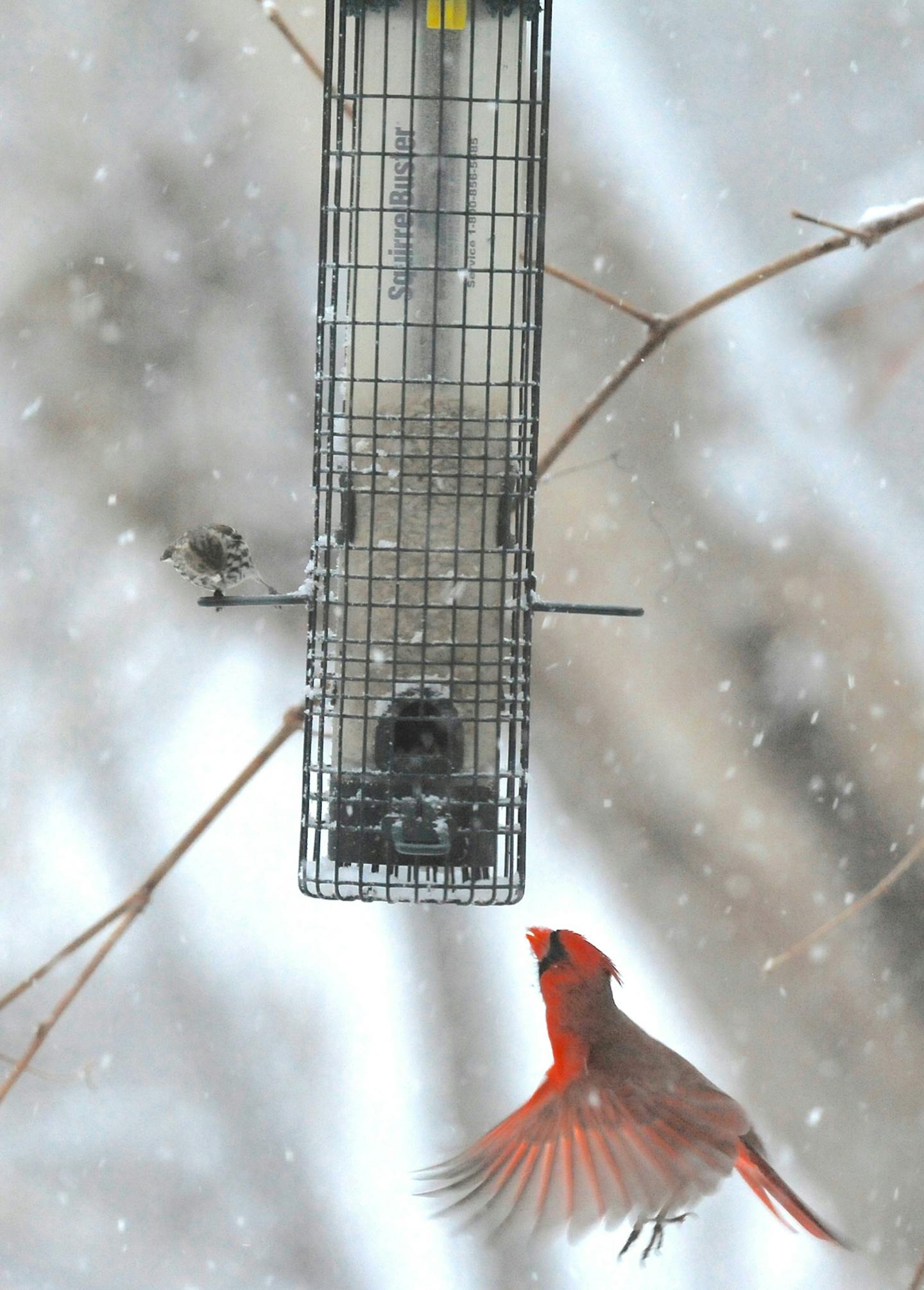 A cardinal, watched by a pine siskin, flutters to a feeder.