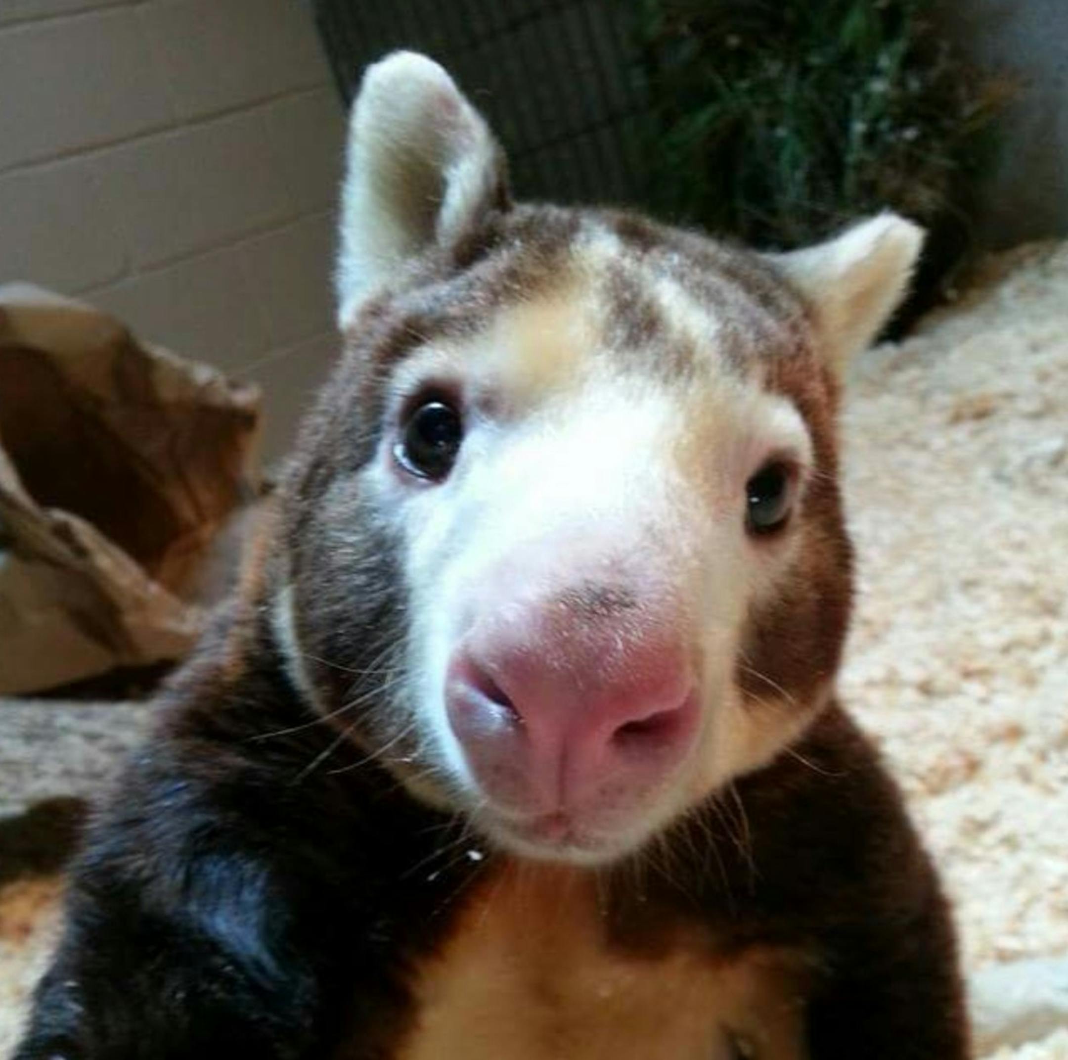 In this January 2018 photo provided by the Roger Williams Park Zoo, Paul, a Matschie's tree kangaroo, is photographed at the zoo in Providence, R.I. Paul turned 23 years, three months and four days old on Friday, Jan. 26, 2018, making him the oldest living tree kangaroo in the U.S., according to the Roger Williams Park Zoo. (Roger Williams Park Zoo)