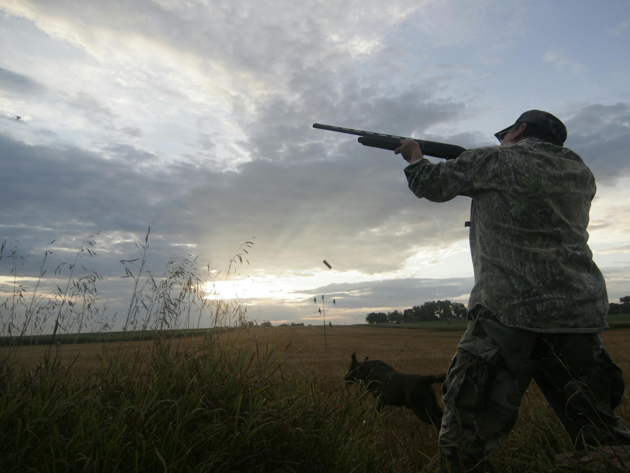 Tom Kalahar of Olivia, Minn., fires at a mourning dove in a field in Renville County at dawn last Saturday, the opener of Minnesota's dove season. His Lab, Jack, heads for the bird, expecting it to go down, but Kalahar missed this one.