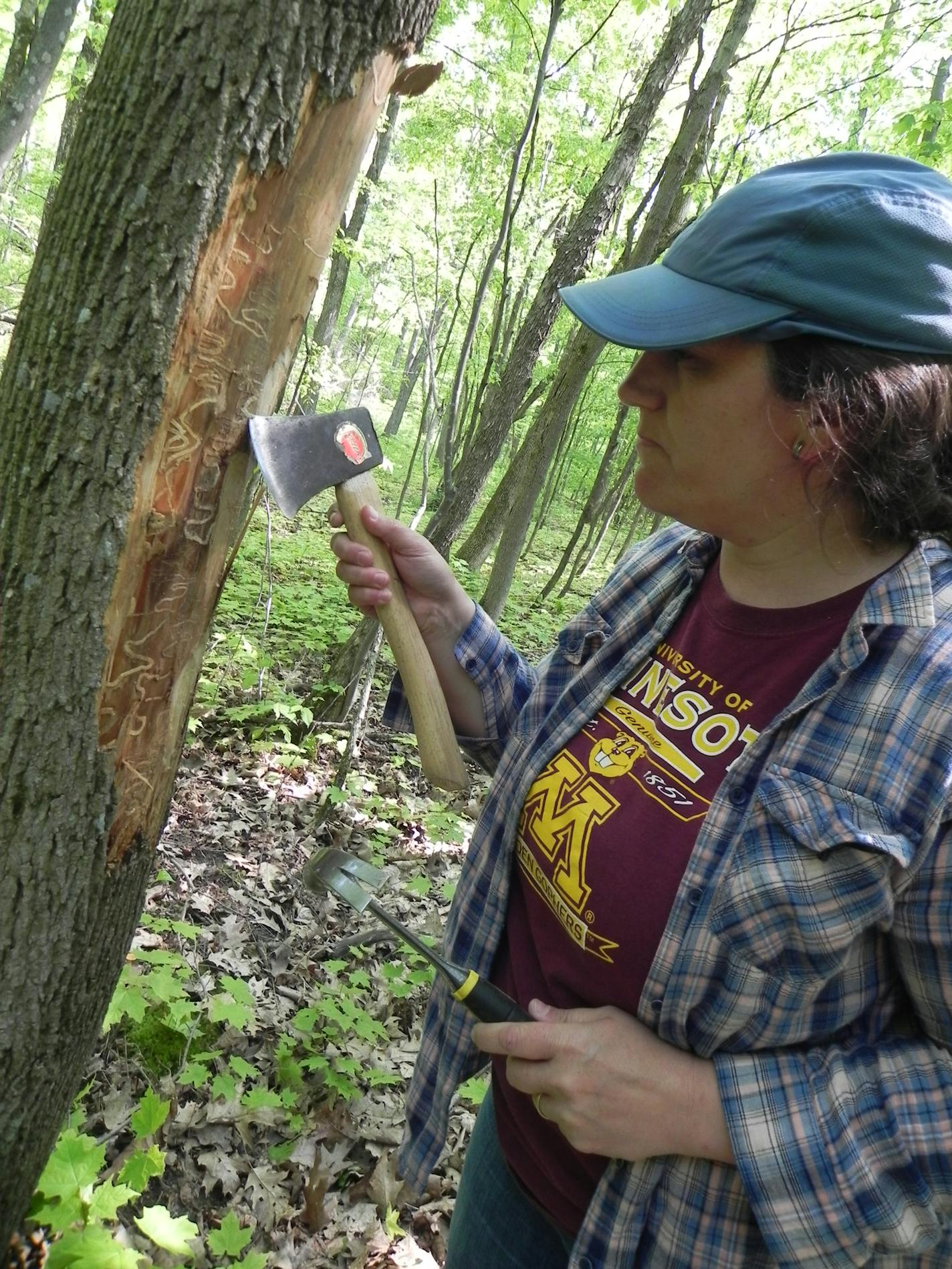 University of Minnesota graduate student Sofia Simeto shows a tree infested with the emeradl ash borer. Photo provided by Bob Blanchette.