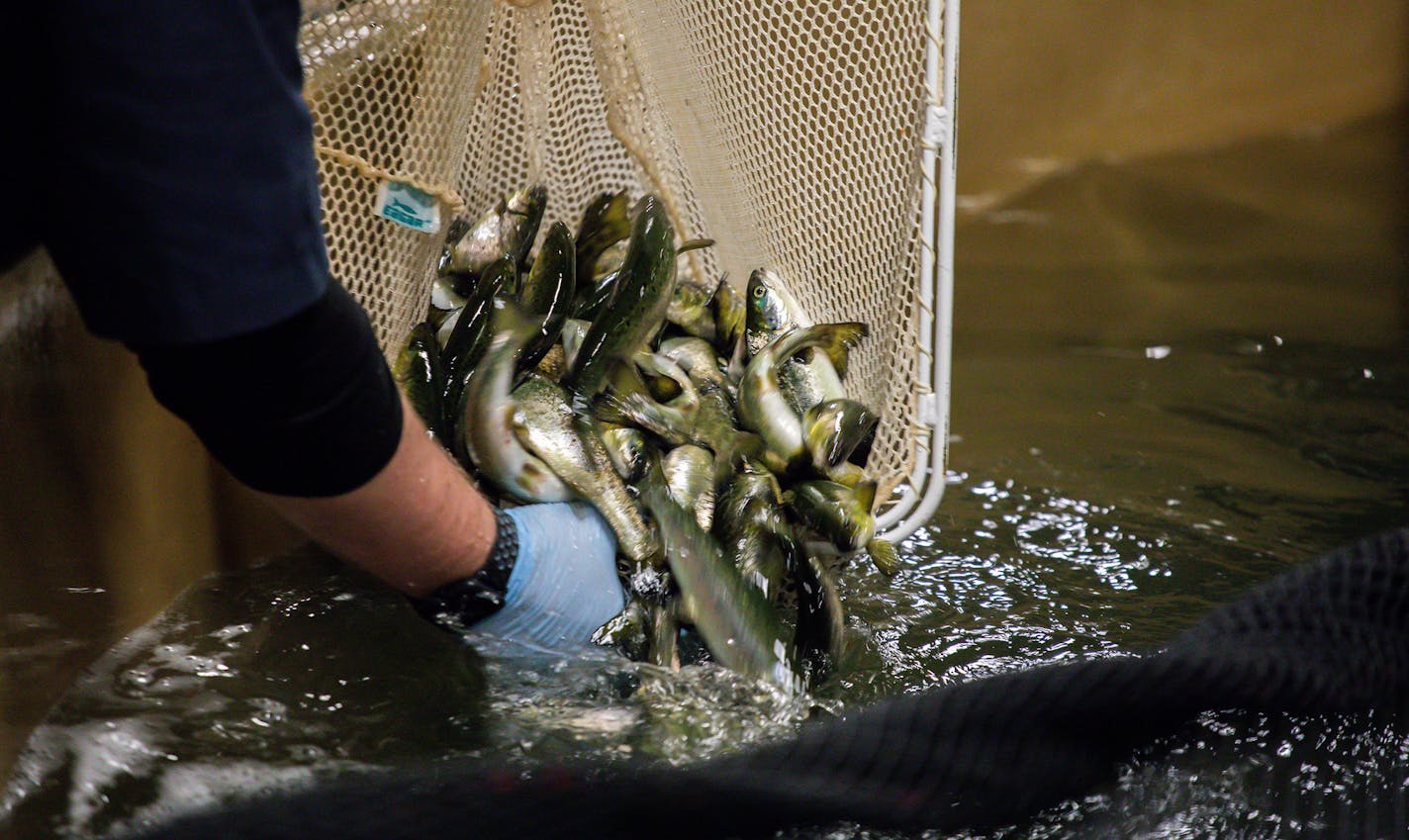 Aquaculture technicians Zed Leath and Michael Schneider take a sample of Atlantic salmon raised at AquaBounty Farms Indiana, a commercial fish farm in Albany, Ind., on Tuesday, April 30, 2019. A new study led by researchers in Duluth is looking at the viability of aquaculture in Great Lakes states. ORG XMIT: MIN1905311438472198