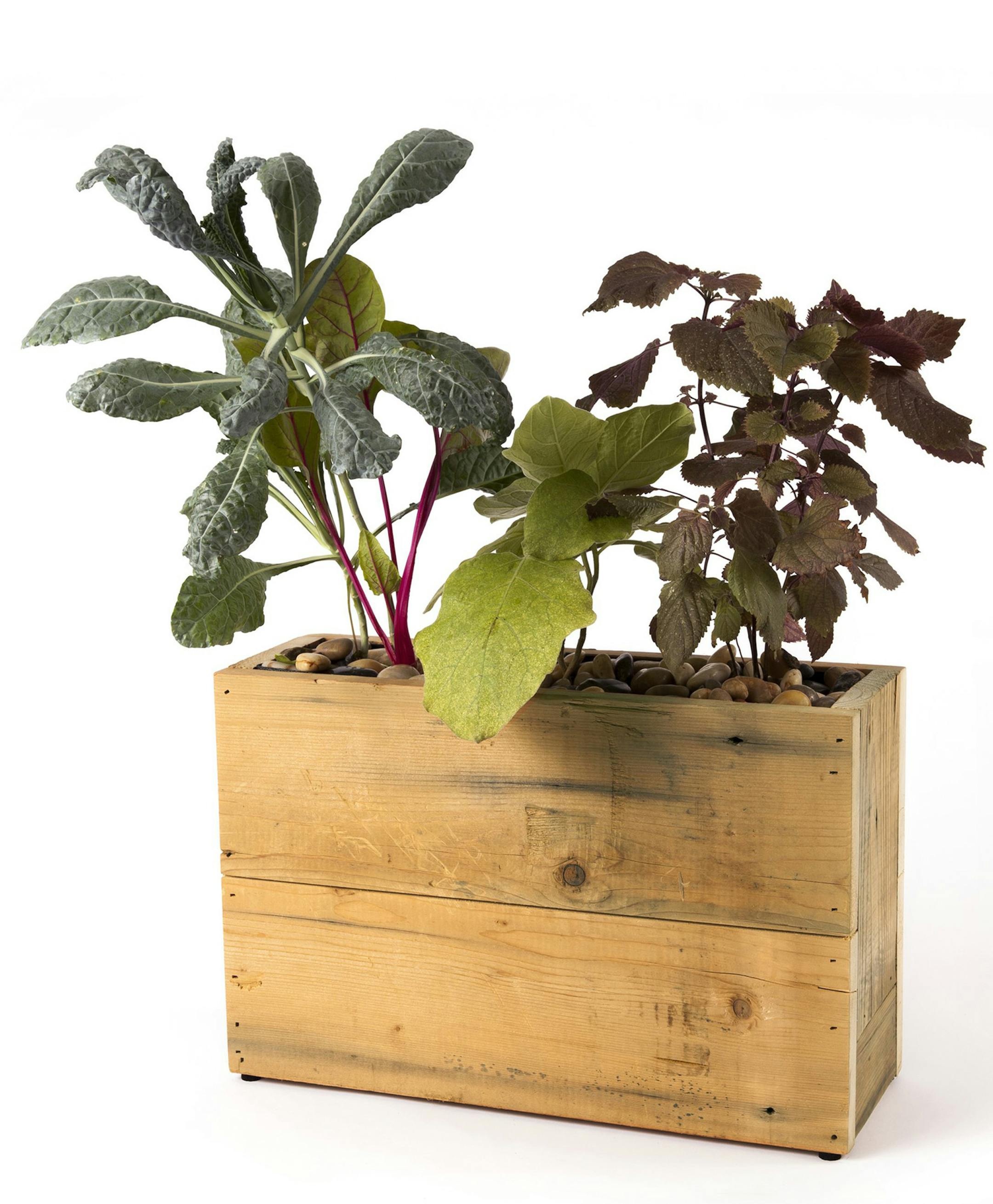 Modern Sprout's nifty-looking planters bring the benefits of hydroponic growing to your home. These made-in-the-U.S. planters are self-watering, self-feeding, soilless and easy to set up. Options include flowers, herbs and edibles. All you have to do is add water. The planters come in plug-in or solar versions and are priced from $139 to $249. Available on the company’s website. (Modern Sprout)