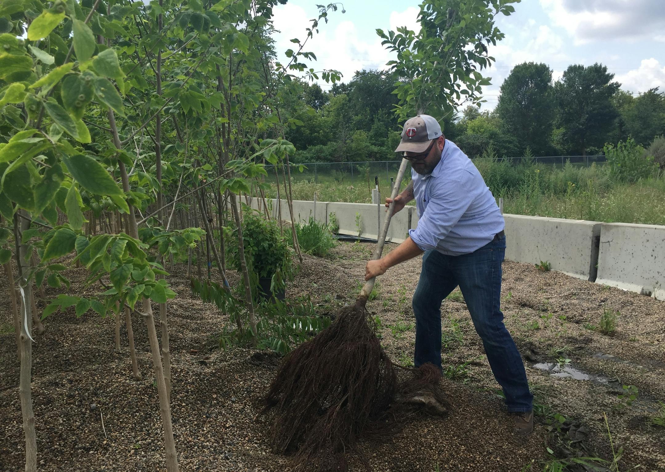 Hennepin County forester Dustin Ellis planted an elm tree in a gravel bed, where they grow and establish a root system.