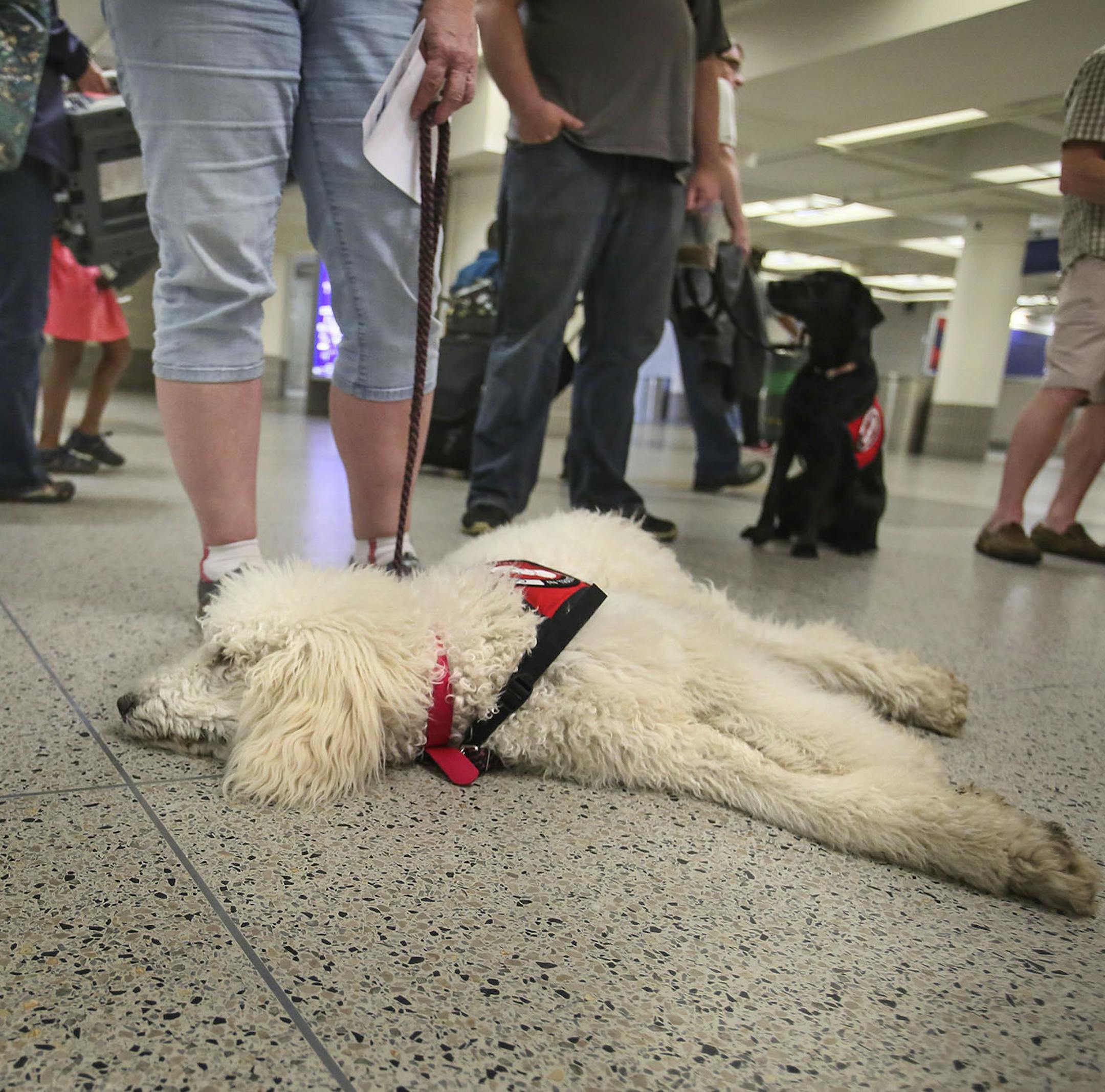Can Do Canines training assistance dogs were training with their foster parents at MSP International Airport Saturday, Sept. 6, 2014, at the MSP Airport at the Lindberg Terminal in Bloomington, MN. Here, Phoenix, an eight-month old female standard poodle with trainer Karen Larsen of Eagan, learns to remain calm, even in the bustle of a big city airport.](DAVID JOLES/STARTRIBUNE)djoles@startribune.com Service dogs have opened up a wider world for many Minnesotans with disabilities. With the dog b