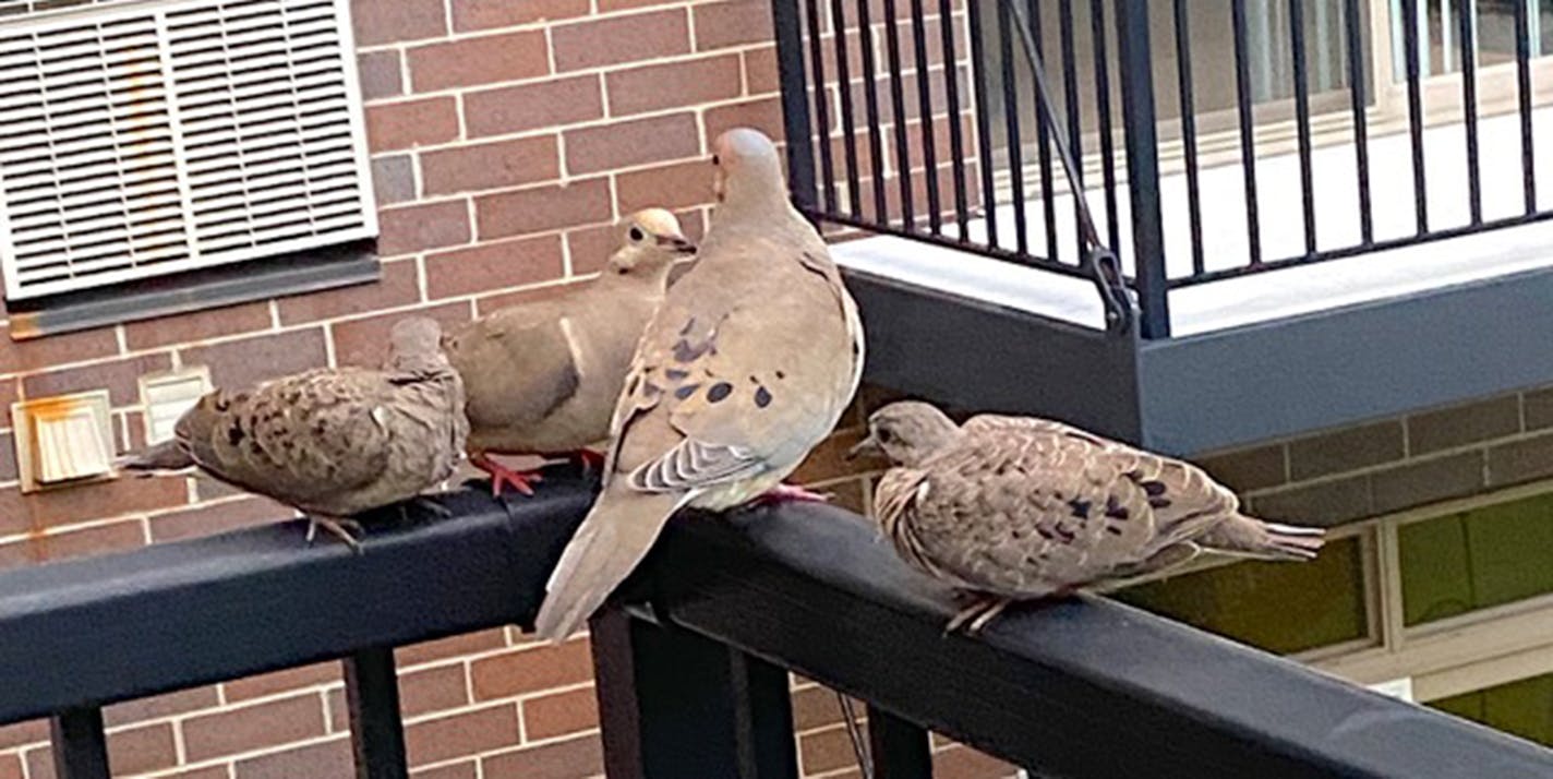 Two young mourning doves on a balcony railing flanked on either side of their parents.