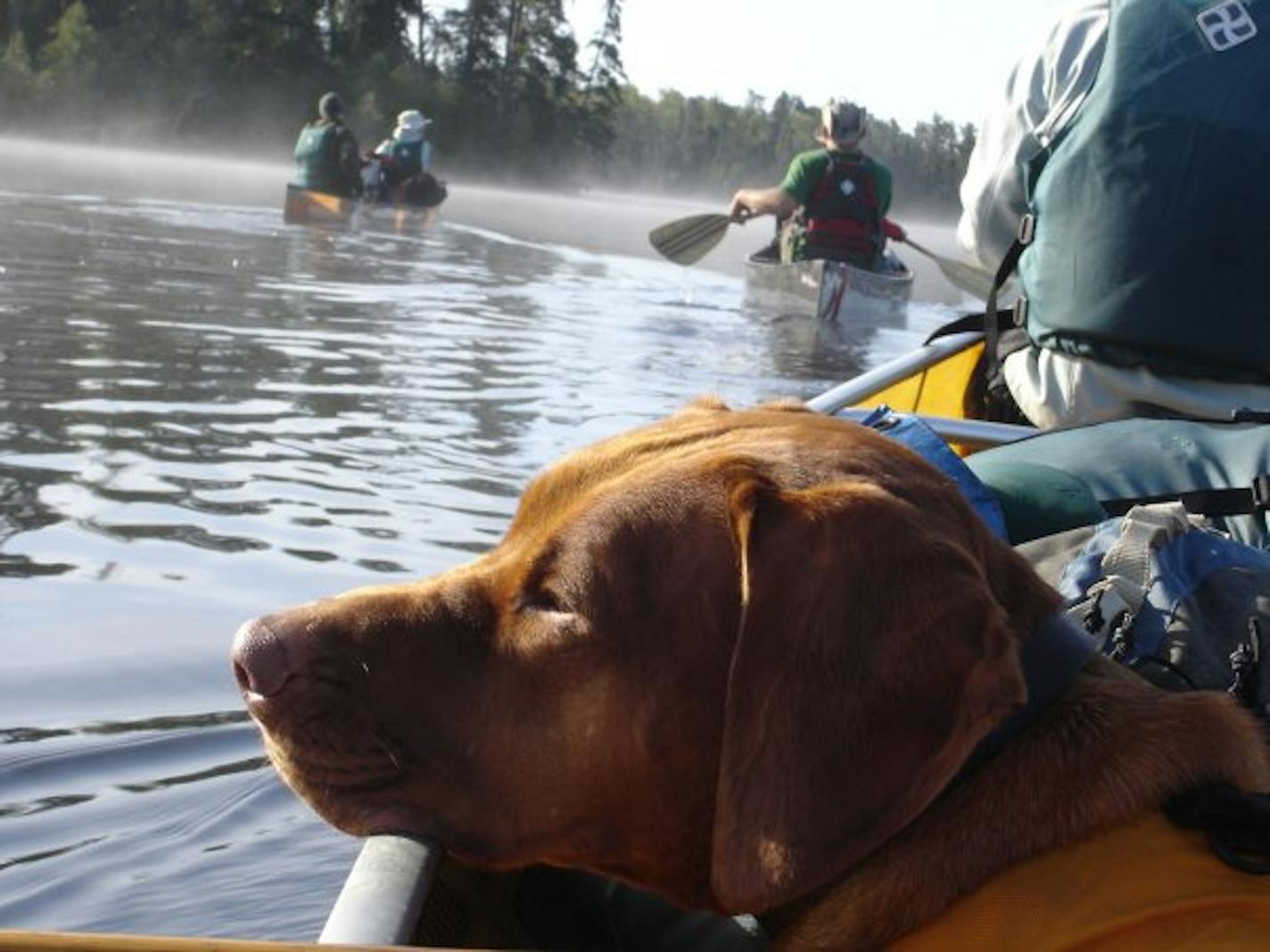 A reddish-brown dog rests his head on the edge of a canoe in a lake. Fog is lifting off the water and trees can be seen in the distance.