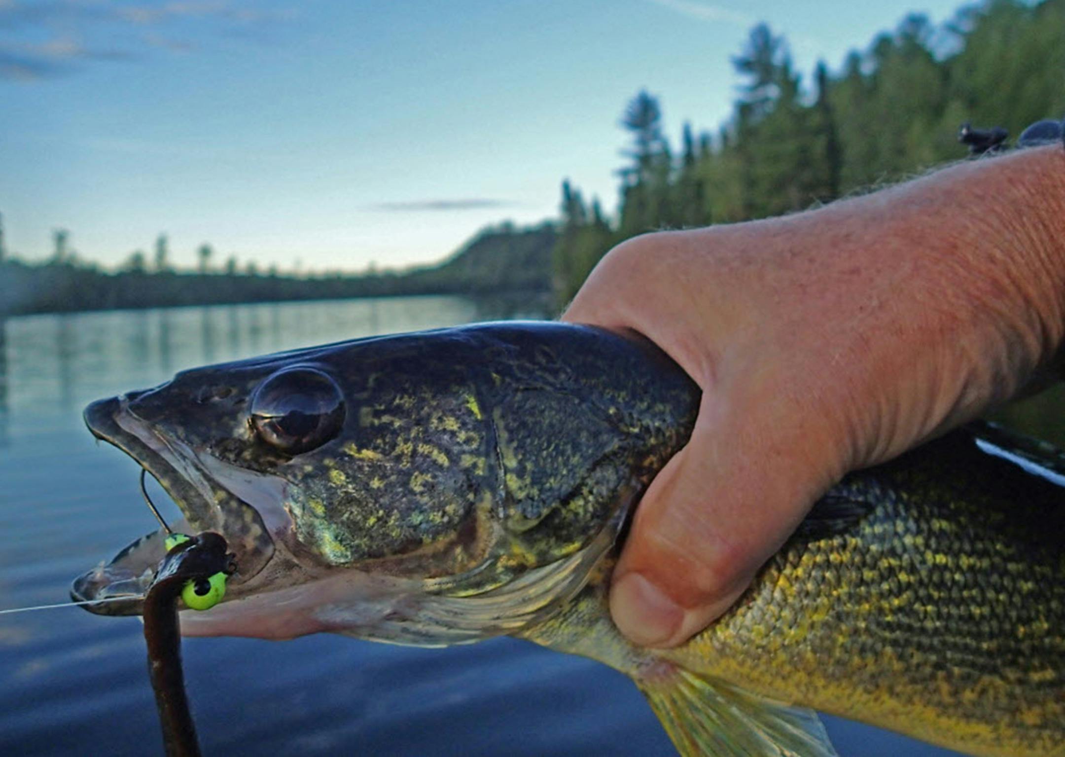 Walleyes are fun to catch and even better when presented as table fare, a common practice once the open-water fishing season begins. ORG XMIT: MIN1407171403011815