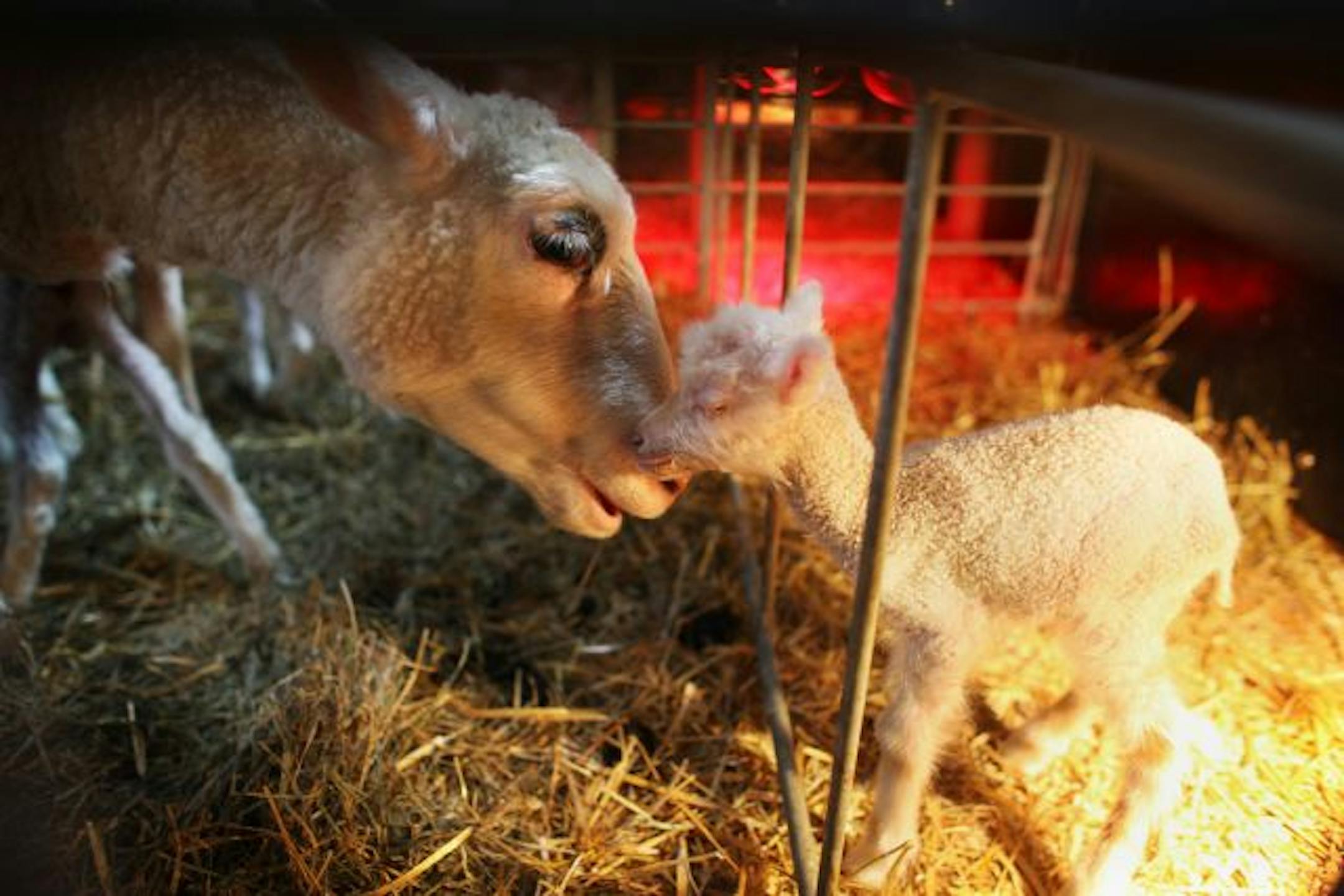 A Finnsheep mother nuzzled with her lamb that was born two days earlier at Gale Woods Farm Park in Minnetrista, where lambing season is in full swing. The farm's babies will be on display Saturday.
