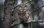 Great Gray Owl perched in a tamarack tree north of Two Harbors.