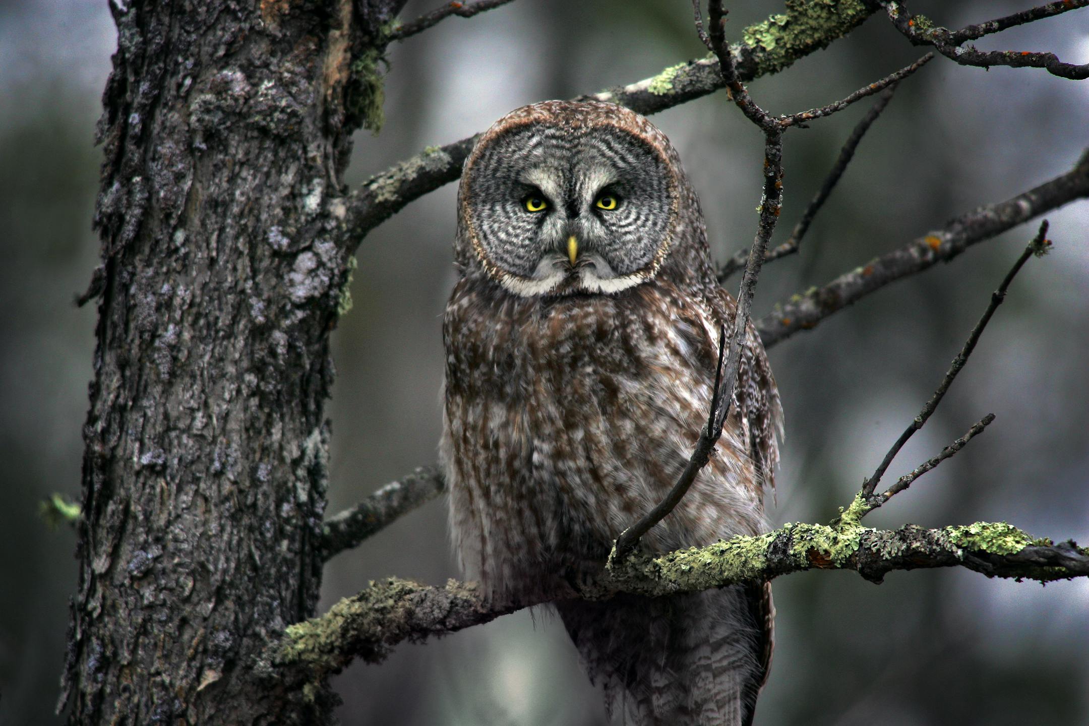 Great Gray Owl perched in a tamarack tree north of Two Harbors.