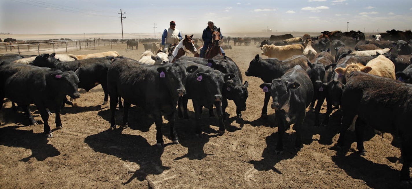 On April 30th, 2014 at the Cargill feedlot in Dalhart, Texas, pen riders Raoul Urquijo and Donnie Messick are some of the employees responsible for managing the herd, some 86,000 heads of cattle including sequestering sick animals that will be given medicine.]richard.tsong-taatarii/rtsong-taatarii@startribune.com