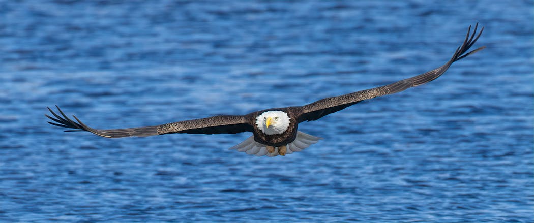 Bald eagles keep a sharp eye out for any meal opportunities.