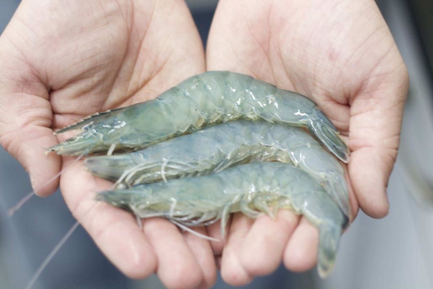 Schwan's Co. is taking a minority stake in Tru Shrimp Co.