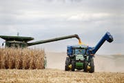 Corn yields are not expected to break records this year in Minnesota. (DAVID JOLES/Star Tribune file photo)