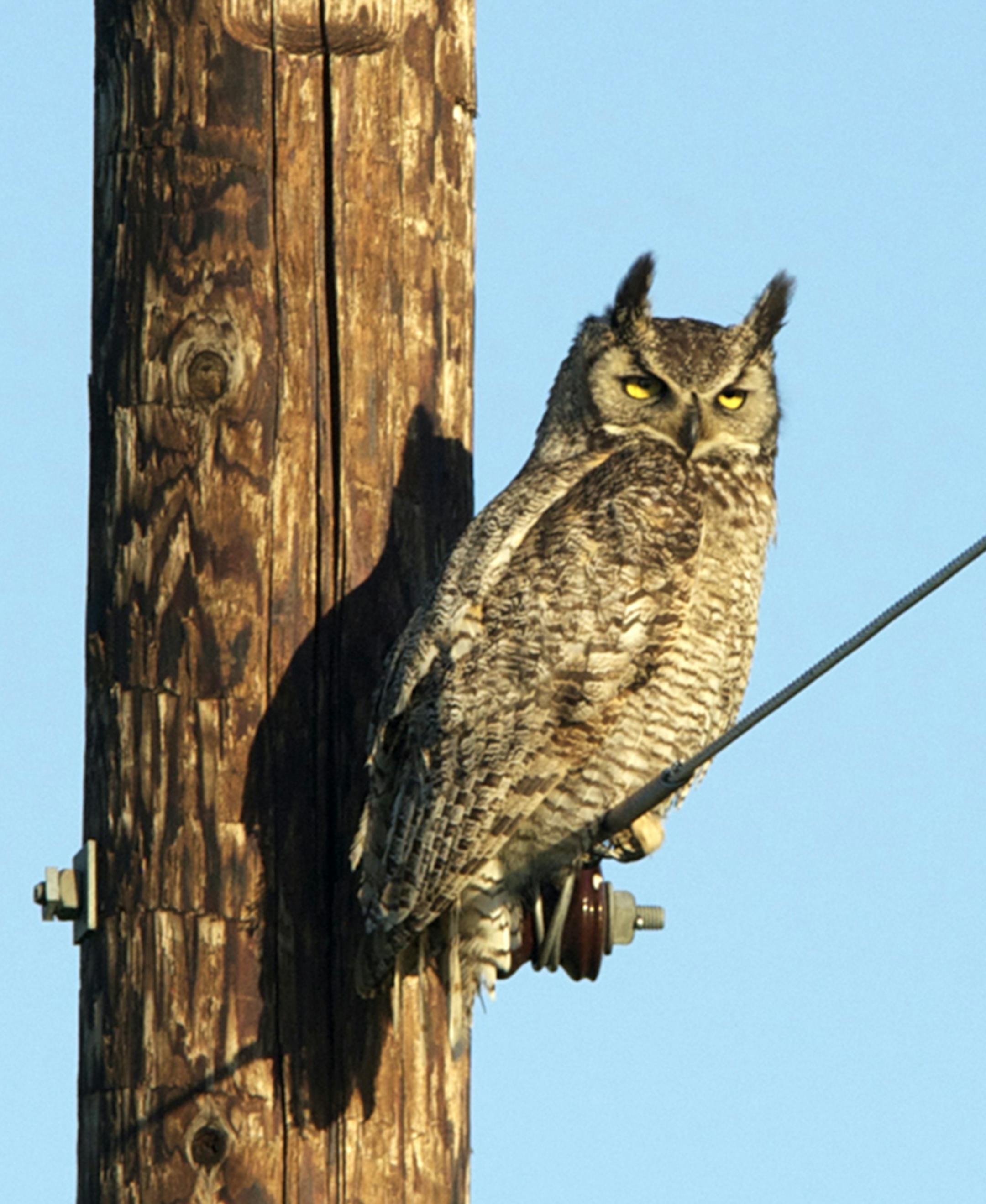 A great horned owl ignores a red-winged blackbird.
credit: Jim Williams