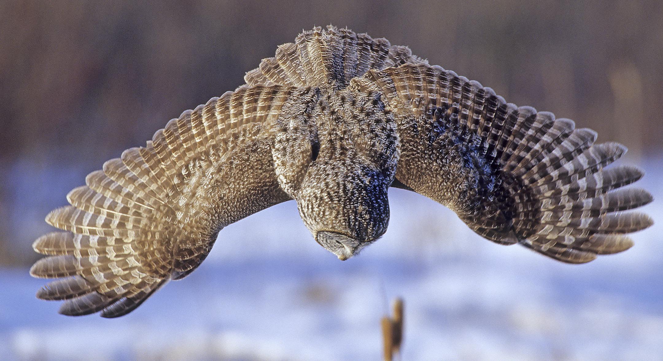Great gray owls use their amazing sense of hearing to detect small prey such as mice and voles, sometimes buried under a foot or more of snow. Lucky birders have observed the owls plunging downward, plucking their unseen meals from the earth.