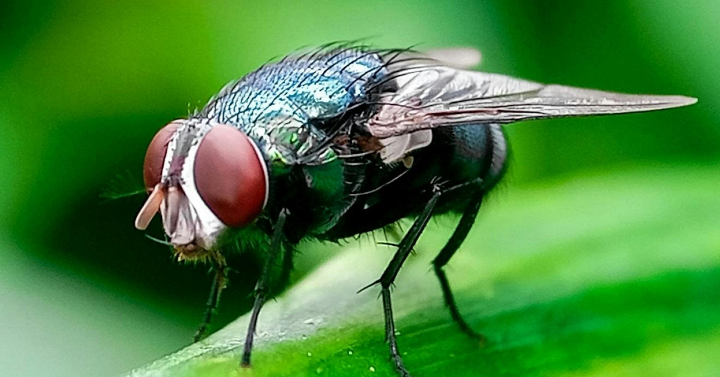 Minnesota on alert after flesh-eating screwworm detected in the U.S.