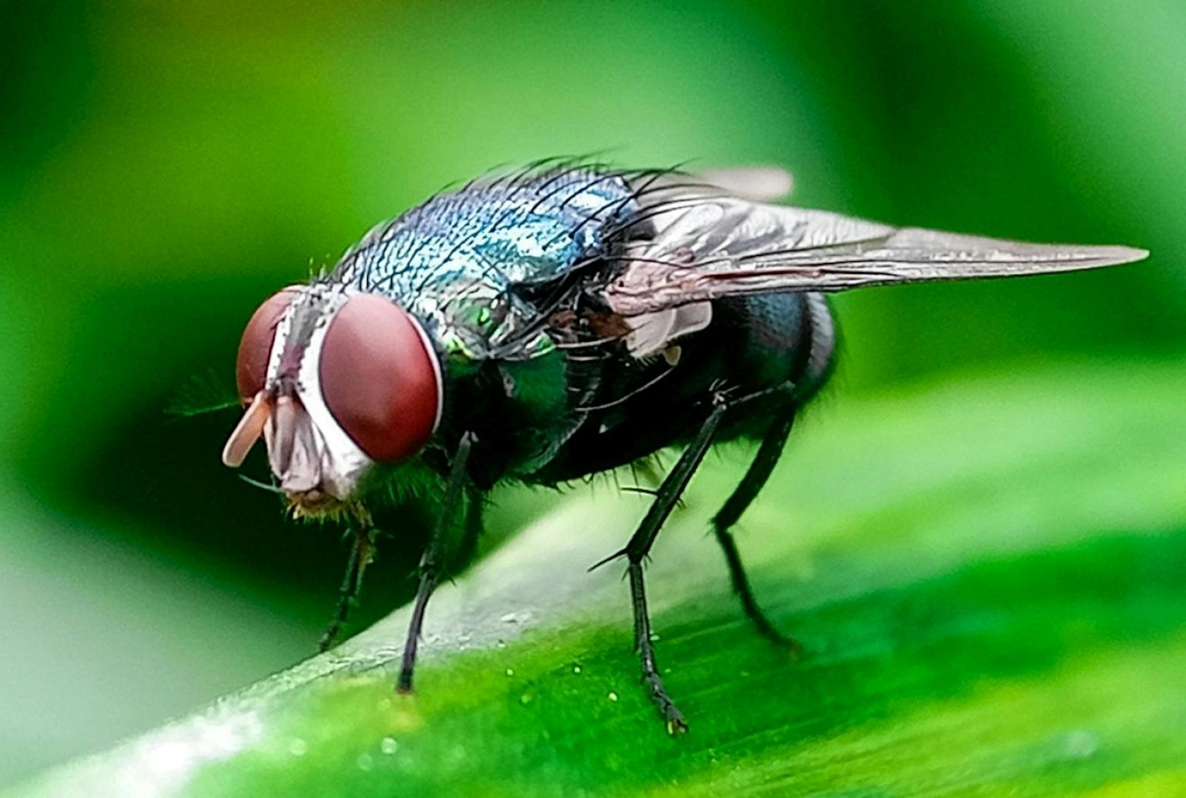 Minnesota on alert after flesh-eating screwworm detected in the U.S.