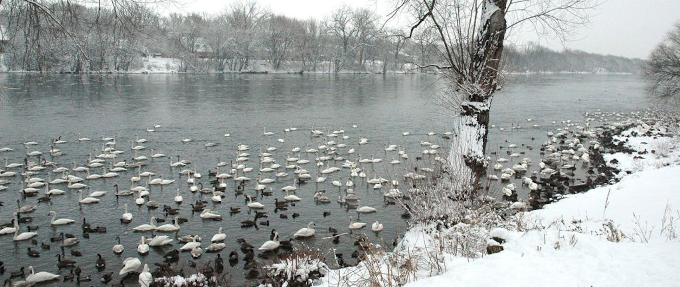Trumpeter swans gather by the thousands on open water below the power plant in Monticello, a sight to see in winter.