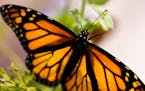 A male monarch butterfly.