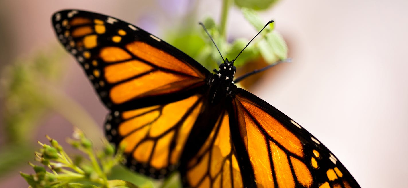 A male monarch butterfly.