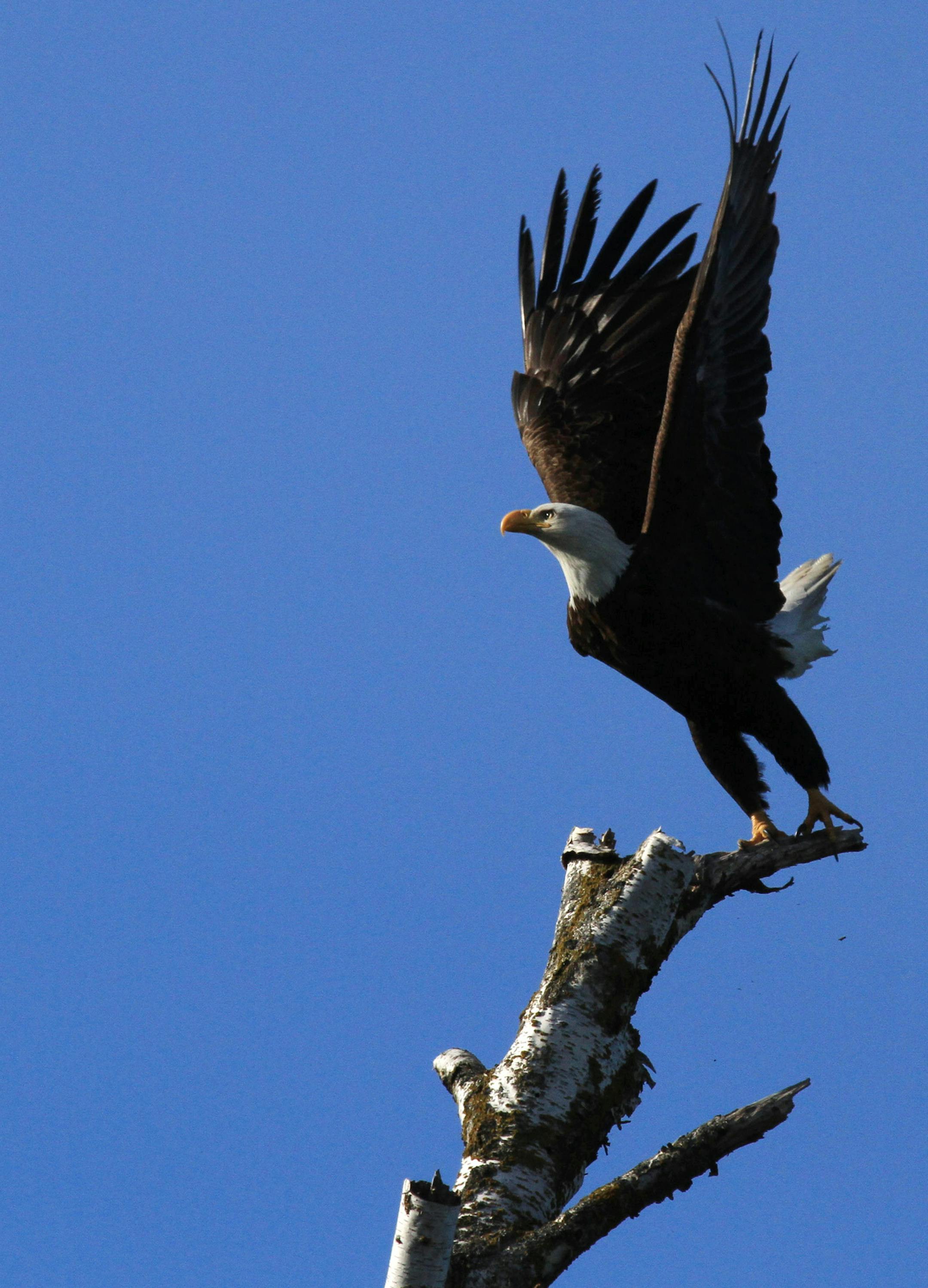 A bald eagle, the emblem bird of the United States, takes off from the top limb of a dead birch tree on Sunday, June 14, 2015, in Anchorage, Alaska. The United States celebrates Flag Day on June 14. (AP Photo/Dan Joling) ORG XMIT: RPDJ101