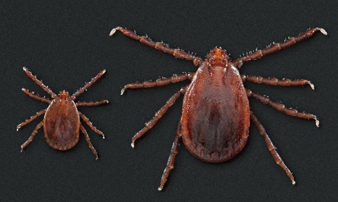 Asian longhorned ticks.(CDC/TNS) ORG XMIT: 1364550