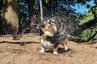 Jonathan Harmer, Hopkins: This picture of Holly was taken last year. Holly (her corgi race name is Tone Loaf, the Funky Corgi Diva) is 12. The two-tim