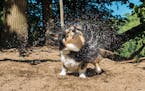 Jonathan Harmer, Hopkins: This picture of Holly was taken last year. Holly (her corgi race name is Tone Loaf, the Funky Corgi Diva) is 12. The two-tim