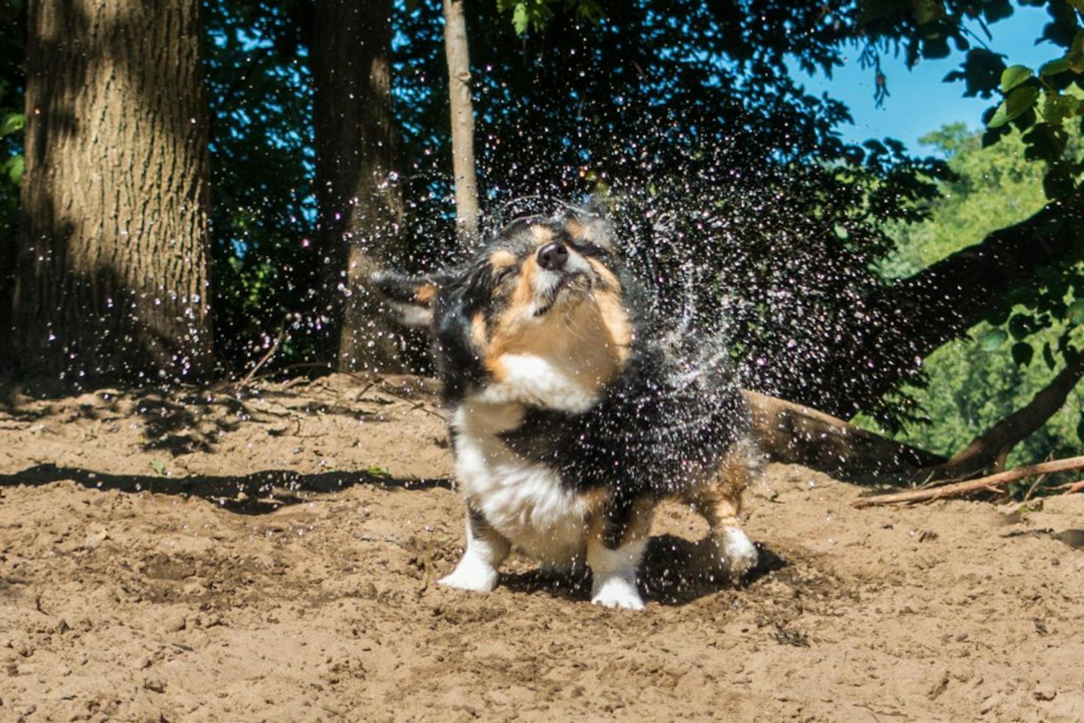 Jonathan Harmer, Hopkins: This picture of Holly was taken last year. Holly (her corgi race name is Tone Loaf, the Funky Corgi Diva) is 12. The two-time cancer survivor also has an Instagram account:@ToneLoaf.
