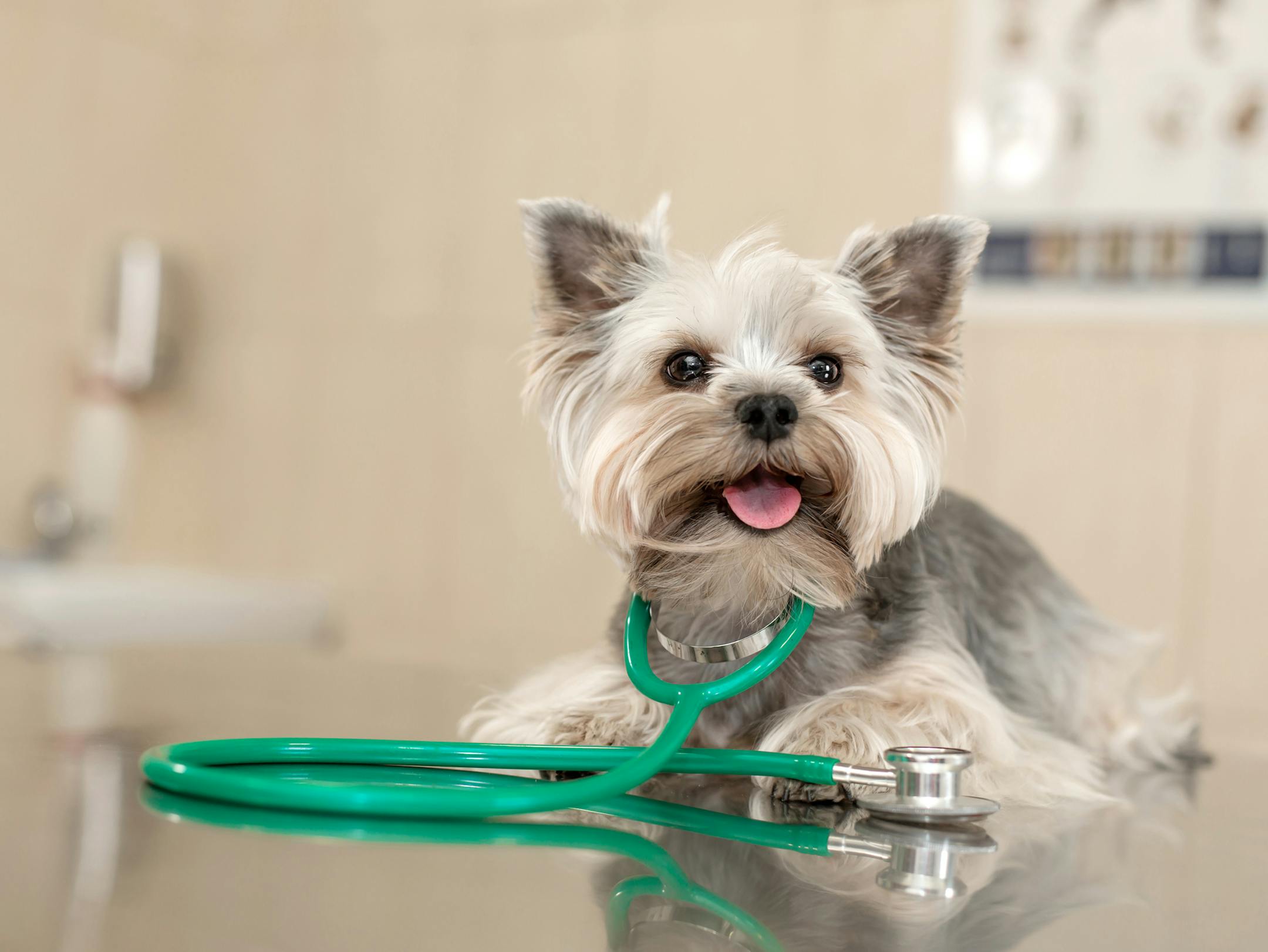 Dog breed Yorkshire terrier lies next to a stethoscope on a metal table in a veterinary clinic. Pet health care concept. Posing like vet doctor.