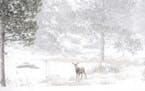The Traveler : Dave Marsh- Mahtomedi The Scene: Lone ( or maybe lonely) deer in a white out snow storm in Rocky Mountain National Forest . Dec 15, 201