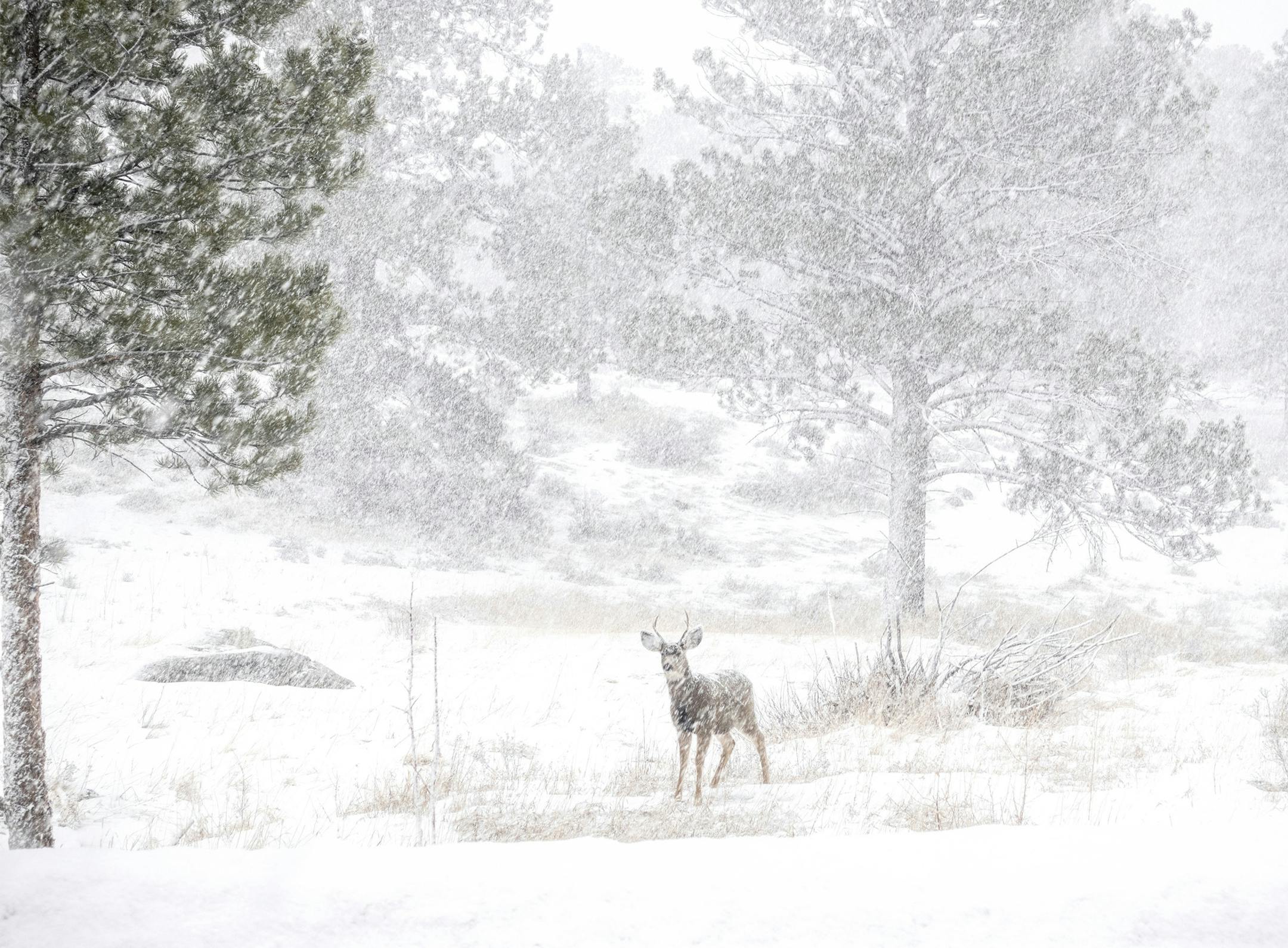 The Traveler : Dave Marsh- Mahtomedi The Scene: Lone ( or maybe lonely) deer in a white out snow storm in Rocky Mountain National Forest . Dec 15, 2019 Trip Details: Decided to drive from Denver to RMNF to take a few pictures. Looked at the weather and the forecast was clear . However when I arrived a winter snow storm had set in. Only photo I was able to get was of this deer next to the road in an open field. About the shot: Took this image from my car with a Sony RX-100 V Point & Shoot Camera