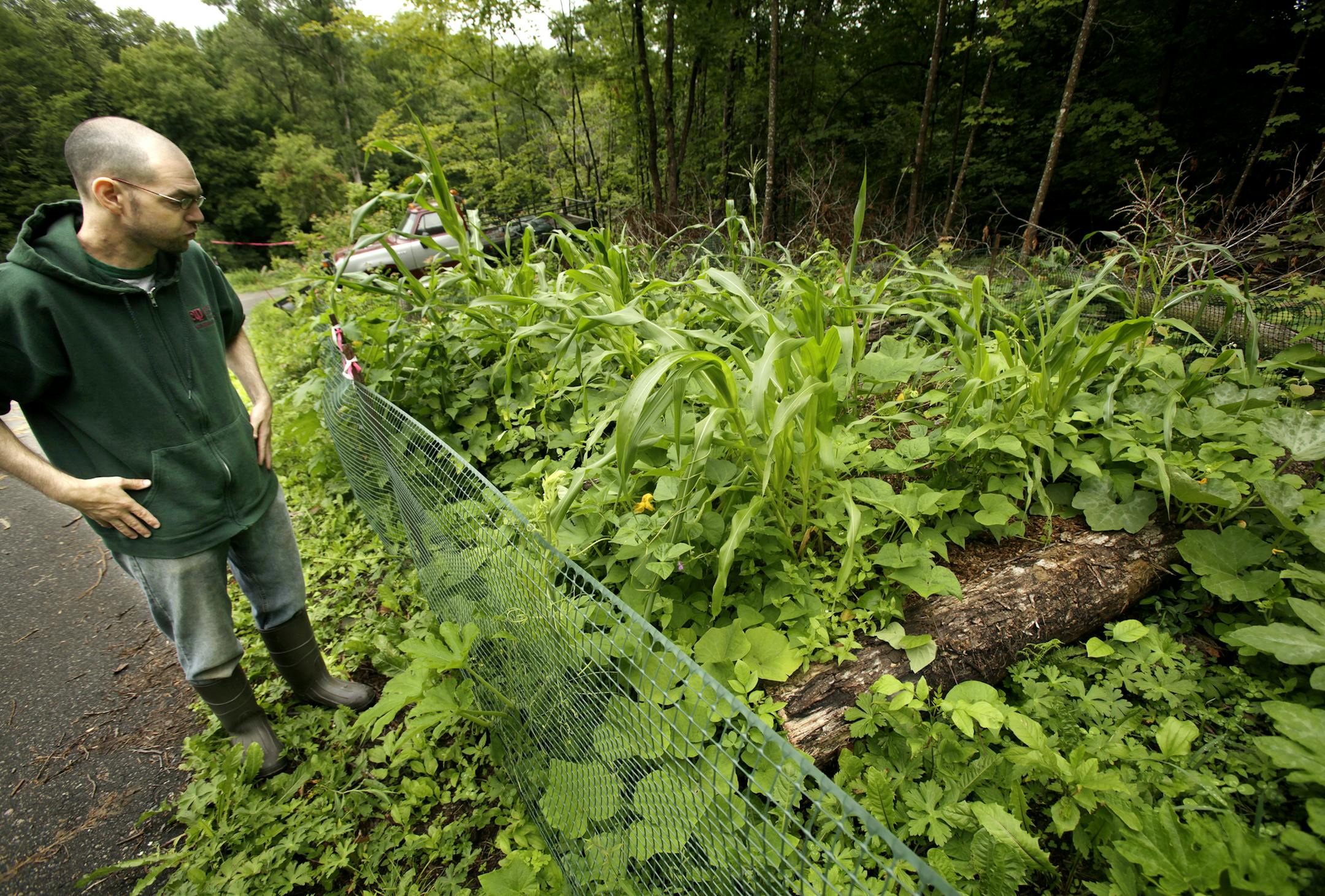 Tim Riesgraf in the vegetable garden at their home in Lindstrom, MN on July 30, 2013. ] JOELKOYAMA‚Ä¢joel koyama@startribune What's a hugelkultur? Basically, it's the ultimate raised bed, a garden built on top of dead wood. The permaculture gardening method is finding local fans. Farmers Amy and Tim Riesgraf are into hugelkultur in a big way.