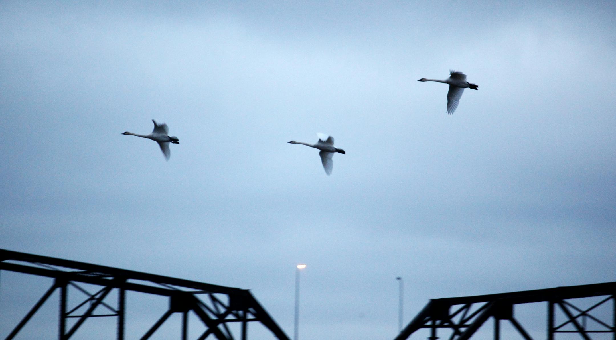 Tundra swans flew over the Minnesota Valley National Wildlife Refuge.
