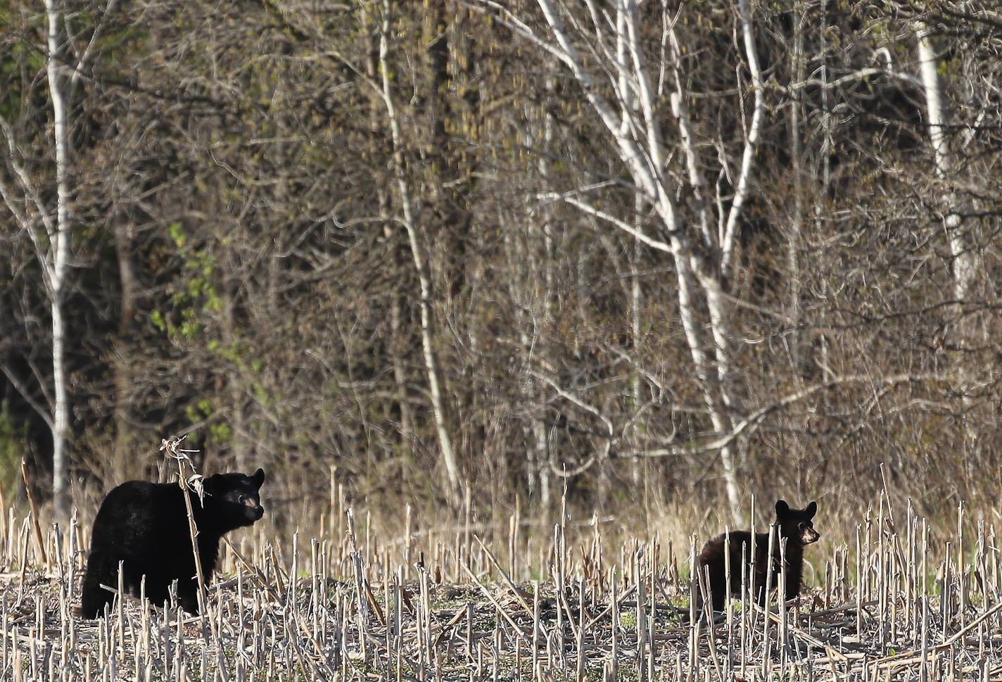 A black bear and her cub roam a corn field on the edge of a woods Saturday near Grantsburg.         ]