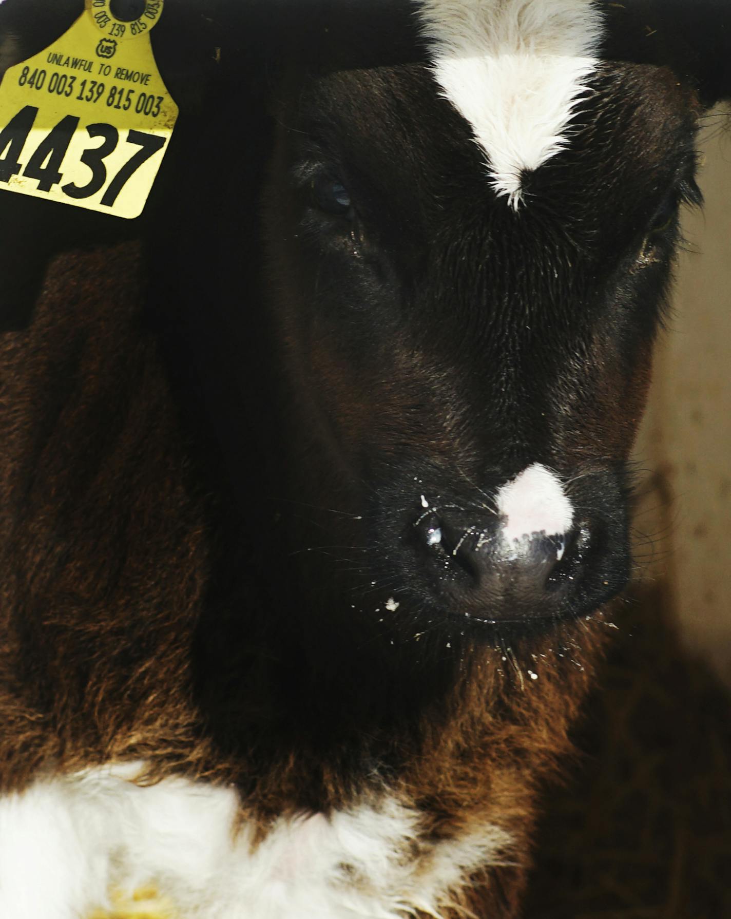 A young milking cow starts in an individual crate.]The Otte family (Blake & Chicky) won "Minnesota Farm of the Year" for their Square Deal Dairy Farm in Dakota County.Richard Tsong-Taatarii/rtsong-taatarii@startribune.com