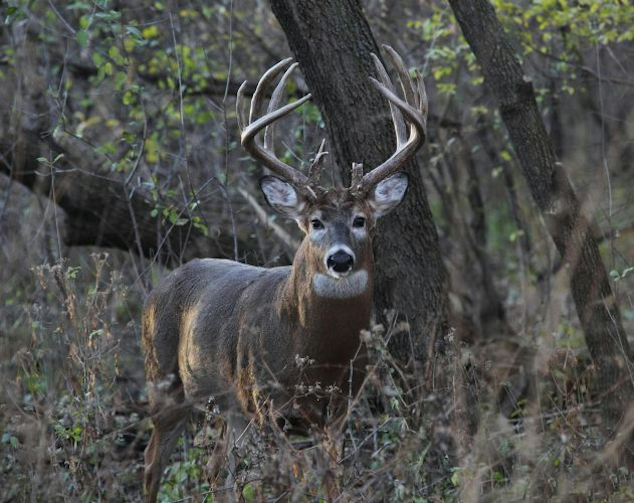 This monster 10-point buck was photographed last month by nature photographer Dana Holm near his home in Brooklyn Park. The Twin Cities area is home to thousands of deer, including some trophies.
Photo by Dana Holm