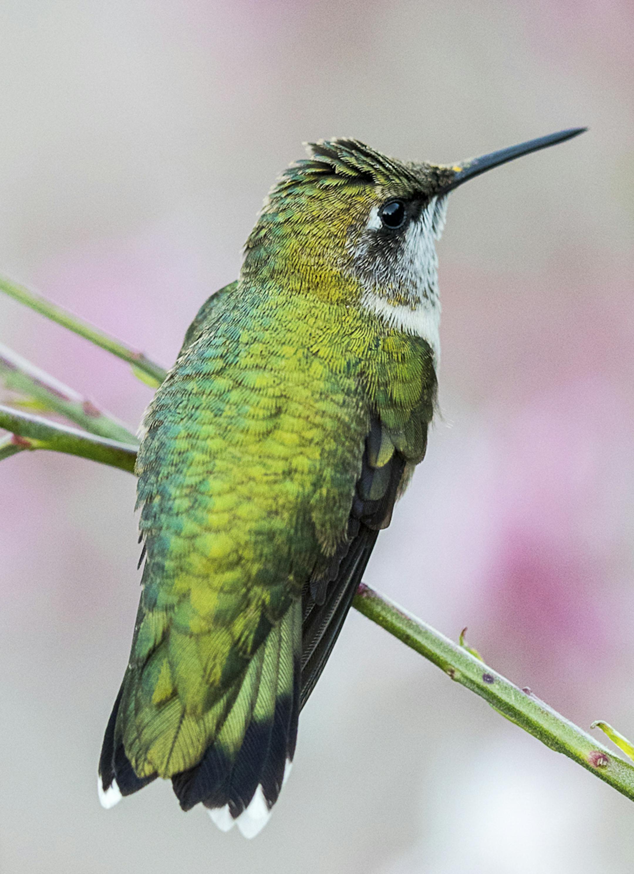 Longfellow Gardens, with its varied perennials and annuals attract Hummingbird. Photo by Joe Fierst ORG XMIT: MIN1610010950180542