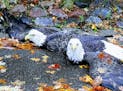 The eagles had become entangled Monday morning on 133rd Street near Garden View Drive and were grounded, police said. Credit: Apple Valley Police Depa