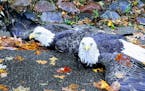 The eagles had become entangled Monday morning on 133rd Street near Garden View Drive and were grounded, police said. Credit: Apple Valley Police Depa