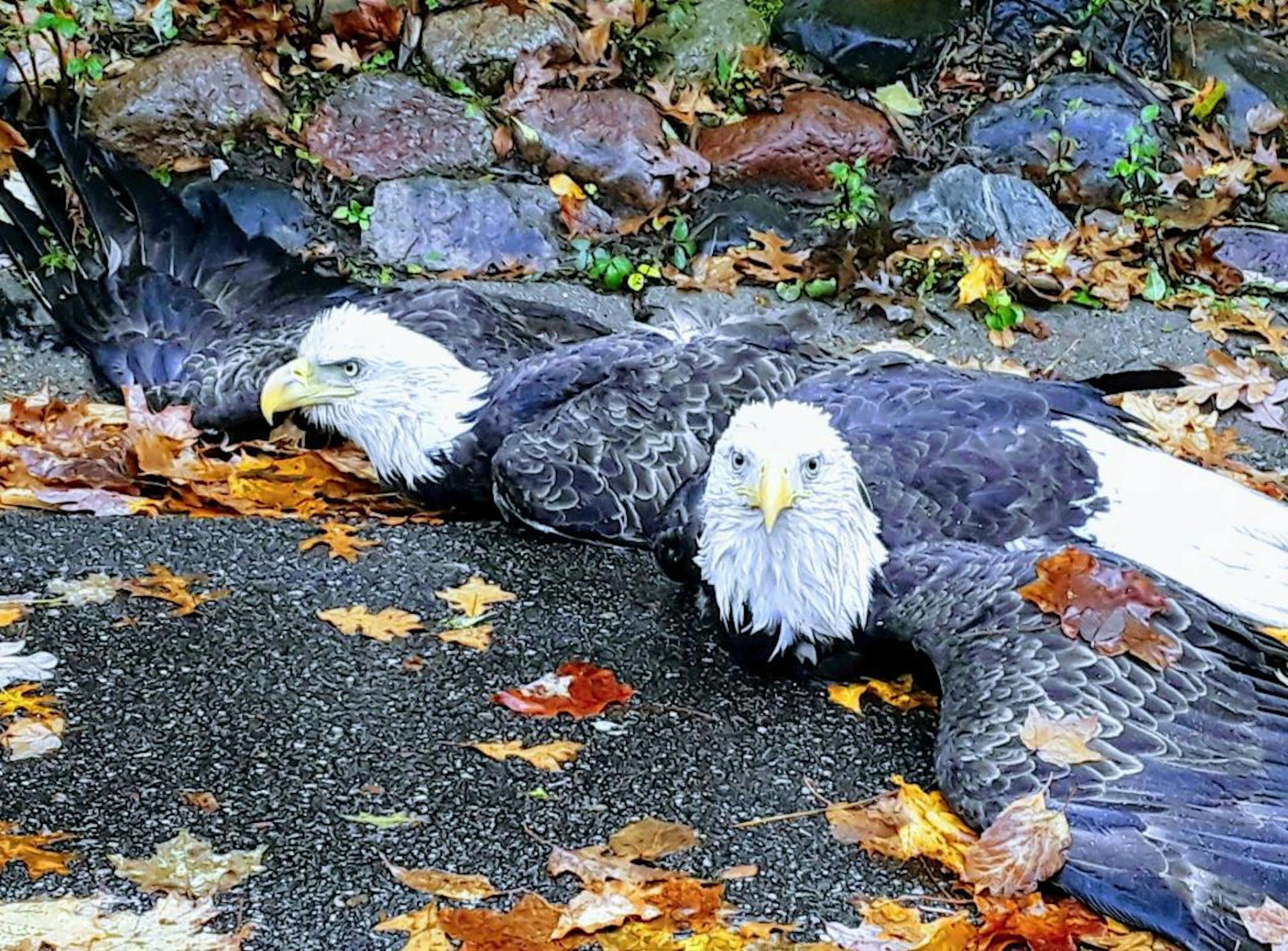 The eagles had become entangled Monday morning on 133rd Street near Garden View Drive and were grounded, police said. Credit: Apple Valley Police Department