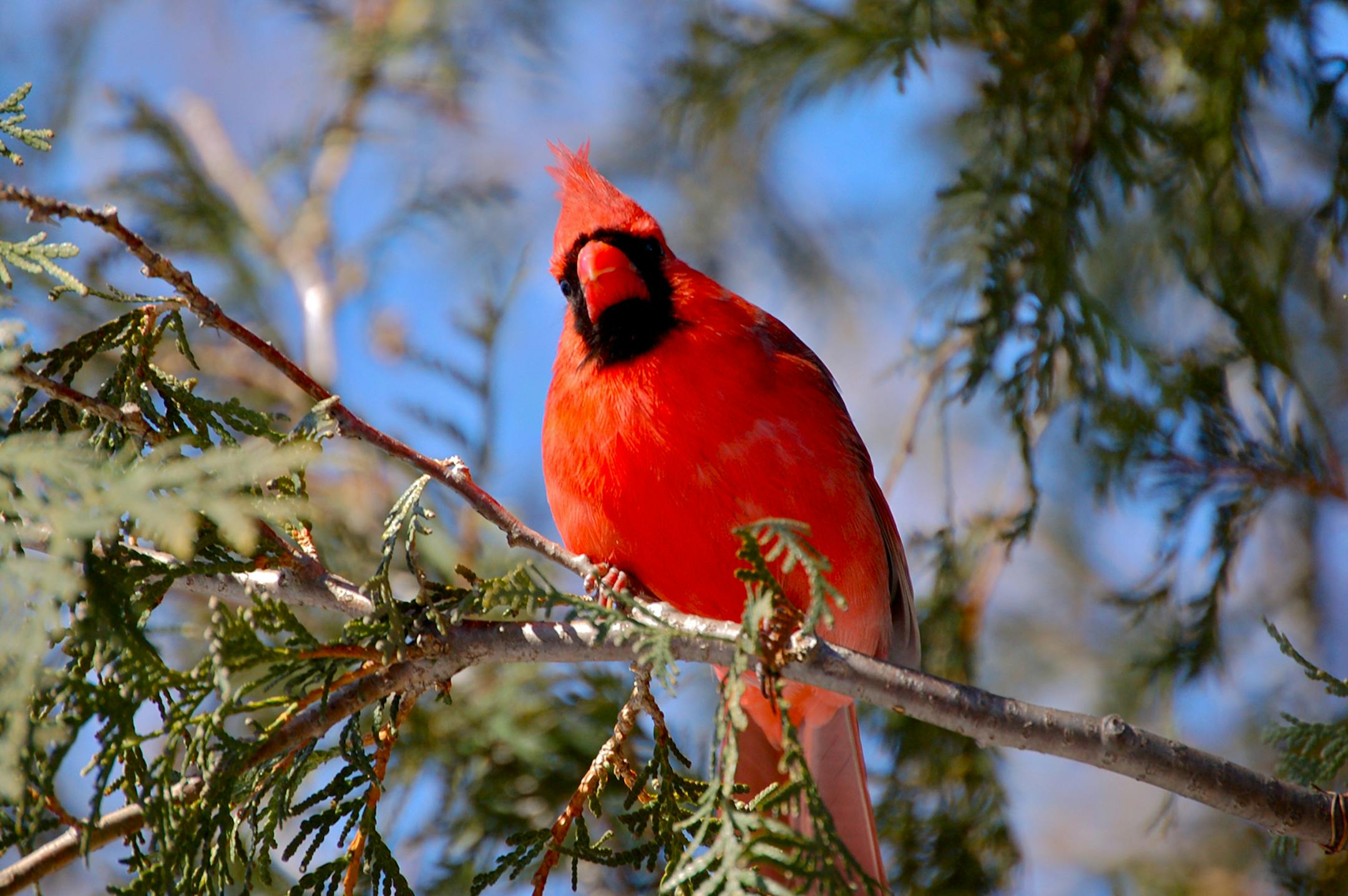 "Claude" grew to have a comfort level with the author over time.