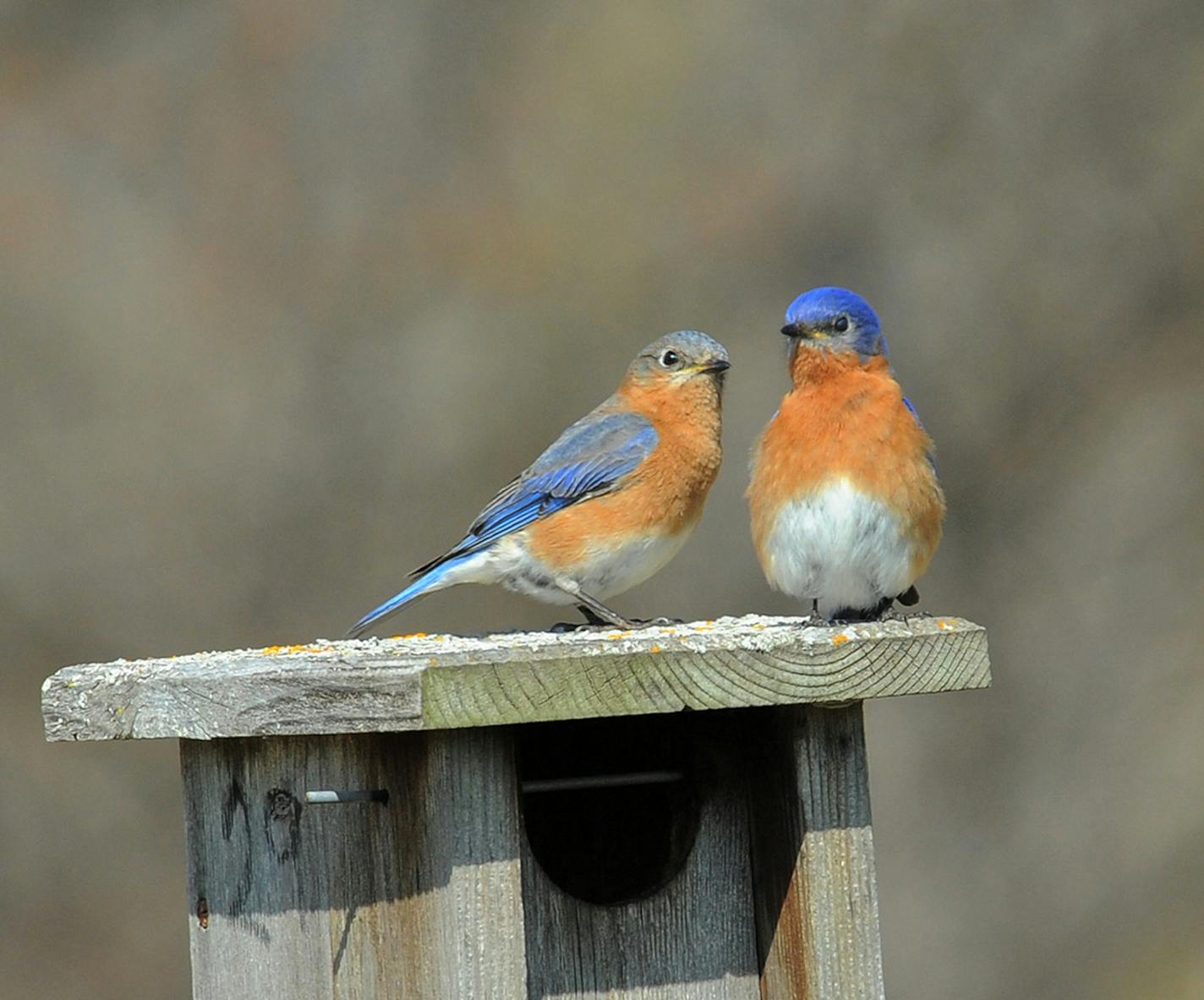 2. A female and male bluebird pause as they set up housekeeping in a nest box. credit: Jim Willliams