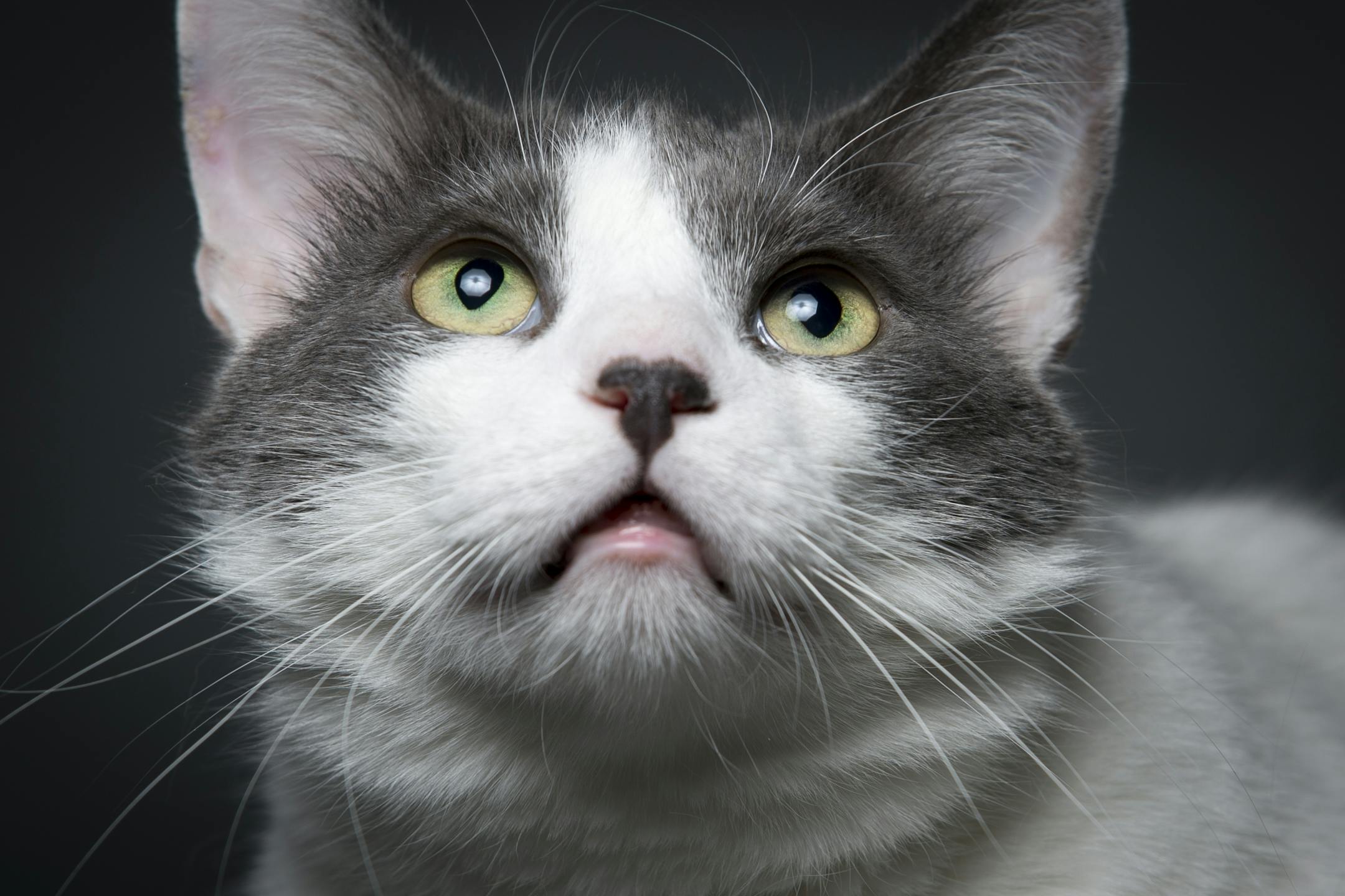 Romeo is a 3-year-old short-haired shelter cat that competes in cat shows. Gayle Long, one of his owners says he's "very mild and mellow."