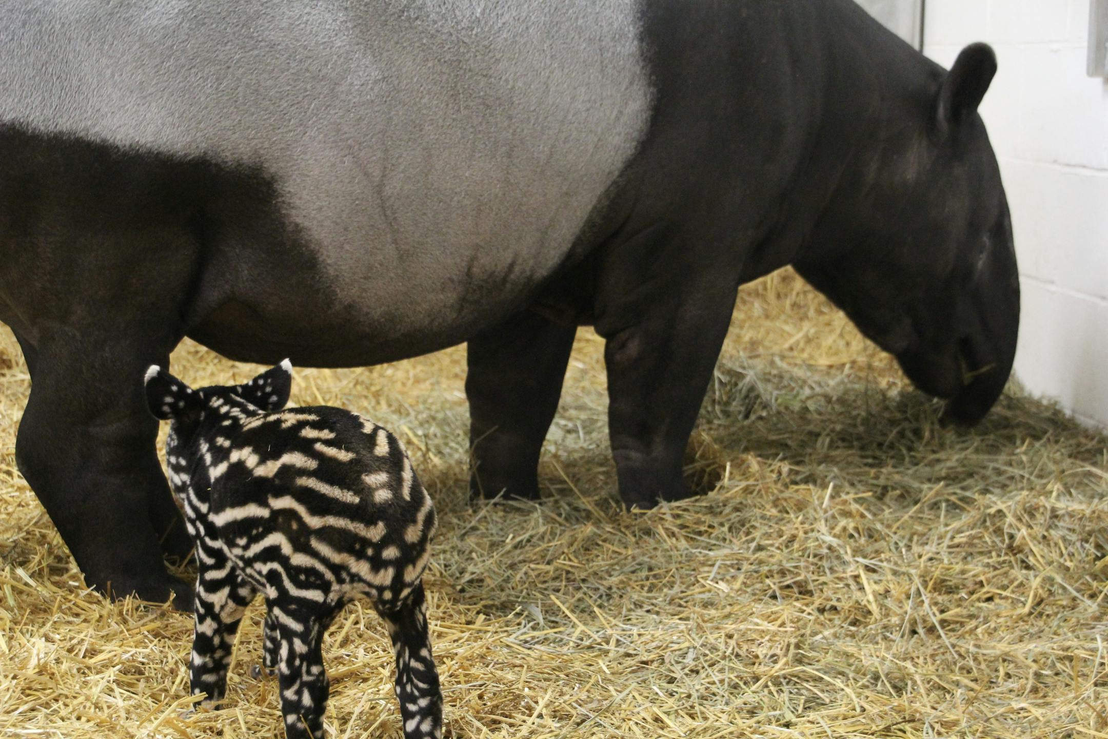 The Minnesota Zoo welcomed a new Malayan Tapir calf, a birthing rarity for the zoo in Apple Valley.