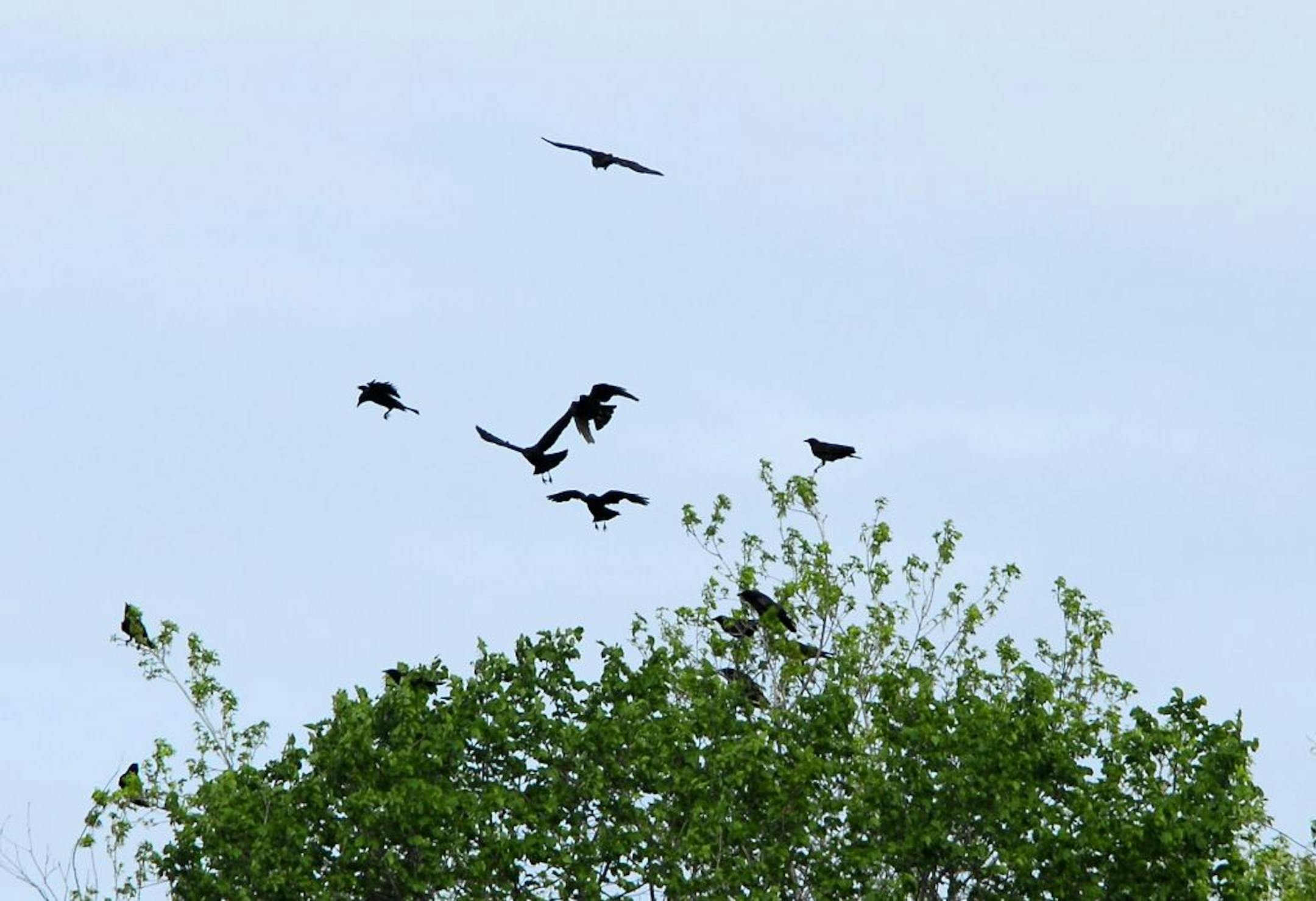 Crows mobbing together