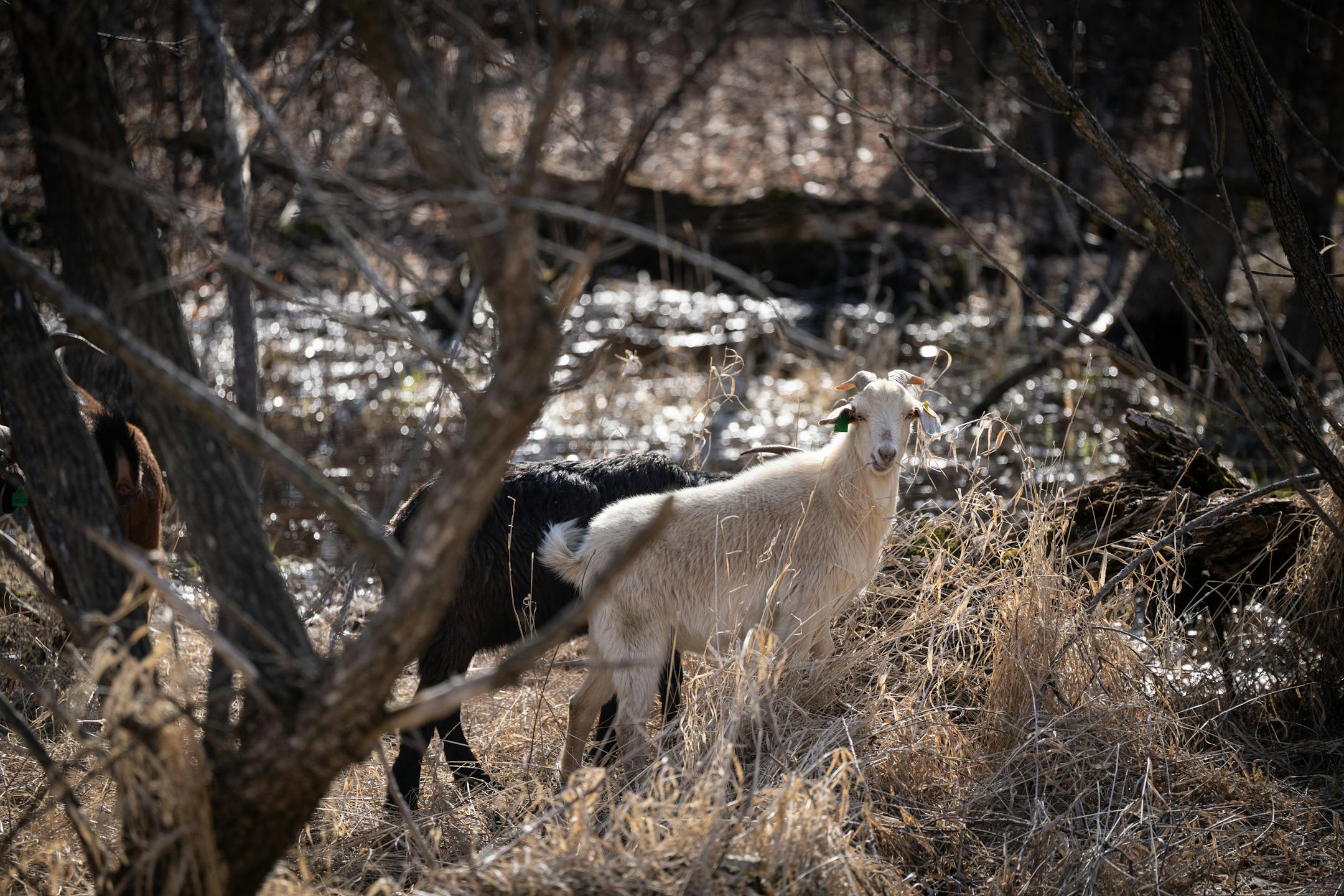 Goats from Goat Dispatch explored a field in Creekview Park where they were release Thursday to roam around for the next week eating the invasive buckthorn that has infiltrated the area.